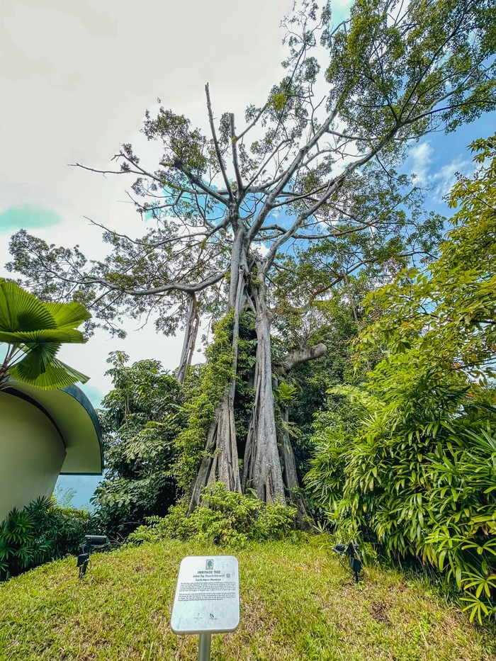 Árvore designada para conservação pelo Conselho do Parque Nacional de Cingapura / Foto = correspondente da Travel+ Kwon Hyo-jeong